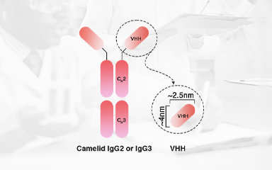 Universal Fluorescent-Labeled Anti-VHH Antibody for Precise Detection of VHH CAR-T Positivity