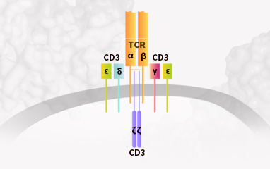 TCR-CD3 Complex: Unlock Superior CD3 Epitopes with Native Assembly