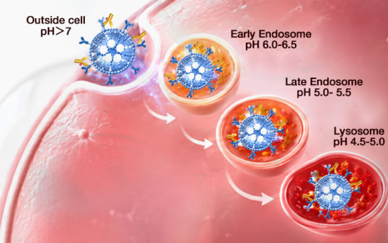 tLNP Endocytosis Assays for In Vivo CAR-T: Measuring Receptor Internalization and Delivery Efficiency