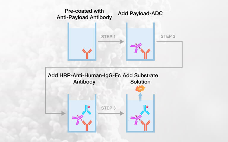 Payload-Specific ELISA Kits for Intact ADC Quantification in Preclinical PK Studies