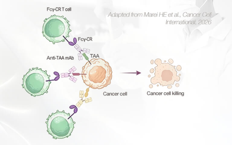 What Determines FcγR-CR T Function Beyond the Therapeutic Antibody?