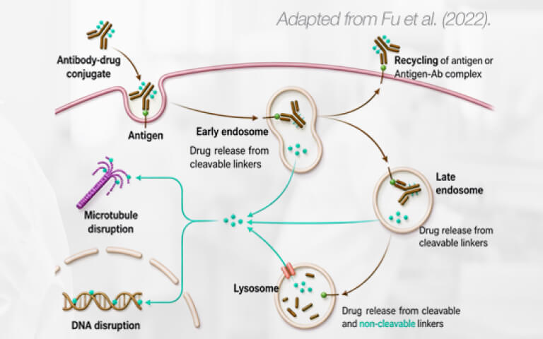 Antibody Internalization in ADC Development: What the Readout Can—and Cannot—Tell You