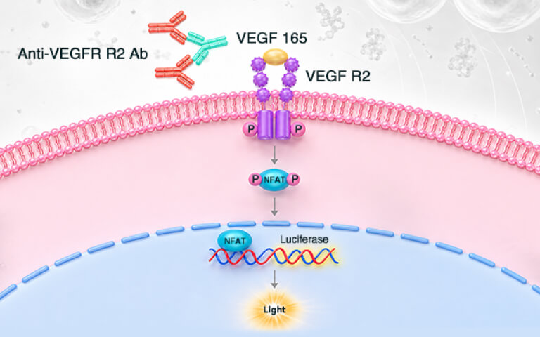 Application Oriented Functional Cell Lines | Case Study Series