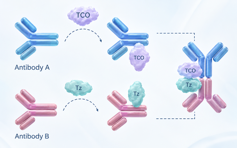 Can Click Chemistry Reverse ADC Resistance? Inside a New Nature Study on In Vivo Antibody–ADC Assembly
