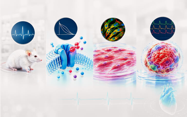 From Human-Relevant to More Predictive: The Evolution of Cardiac Safety Models