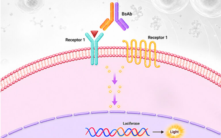 Dual-Target Reporter Cell Lines for BsAb Functional Assays | ACROBiosystems
